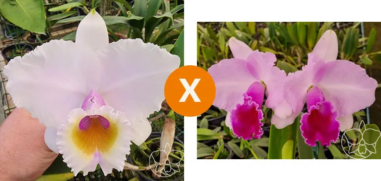 Cattleya Quadricolor (suave 