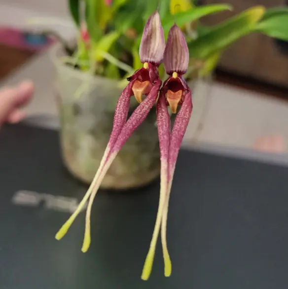 Bulbophyllum Biflorum 