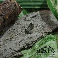 Labret em TITÂNIO MORCEGUINHO com Pedras 733 - Foto 2