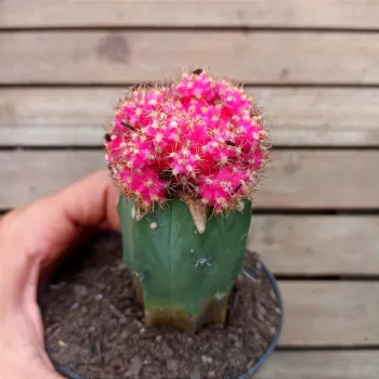 Gymnocalycium mihanovichii 'Rosa' (Enxertado - vaso11) - Foto 2
