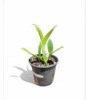 Cattleya Violácea  Carnea x Sibling  ( lote conformado) - Foto 2