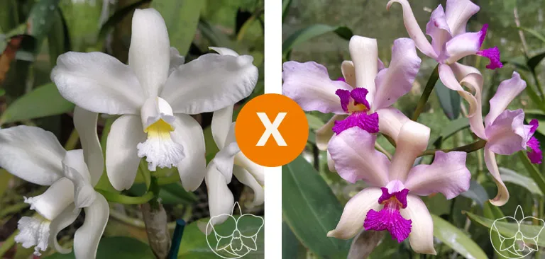 Cattleya Amethystoglossa  ( alba 'Lili 'x   Lisa Perola)  Imagem