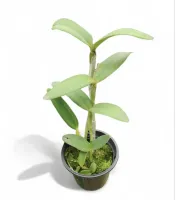 Cattleya Porphyroglossa Tipo  - Foto 2