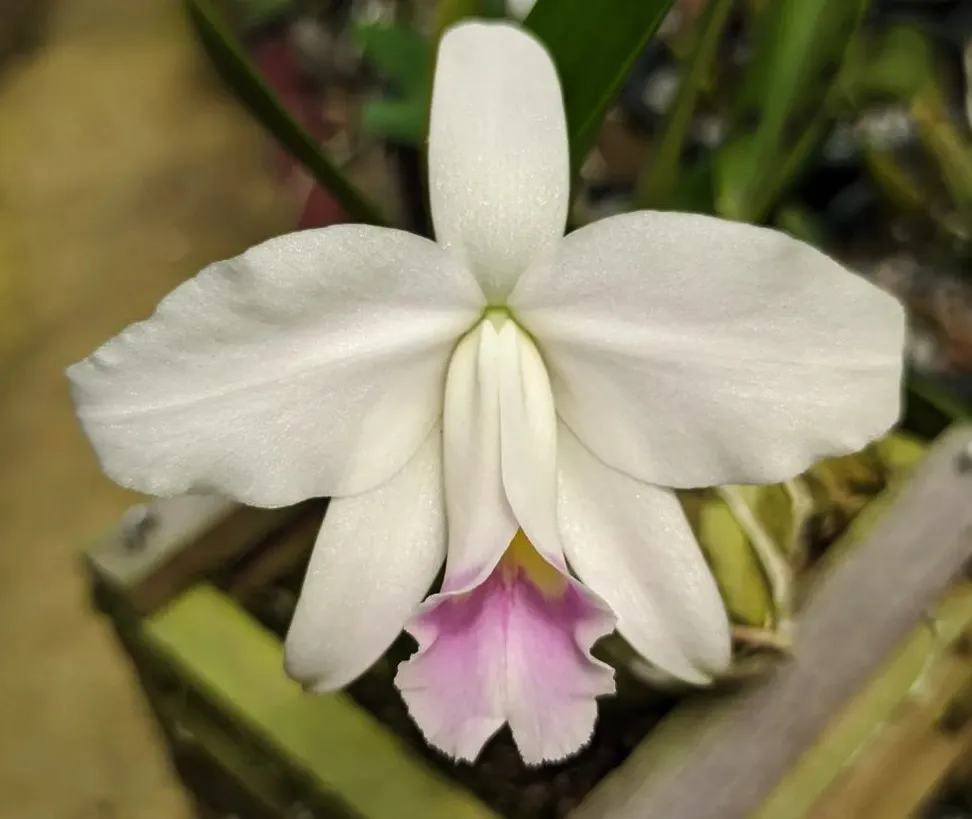 L. Pumila amoena  Imagem