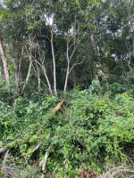 Vende-se terreno em Itatiaia /Ouro Branco - Foto 5