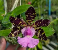 Cattleya Aclandiae ( Tipo 'AWZ' x 'Itaparica') x 'xxxx Caliman'  - Foto 2