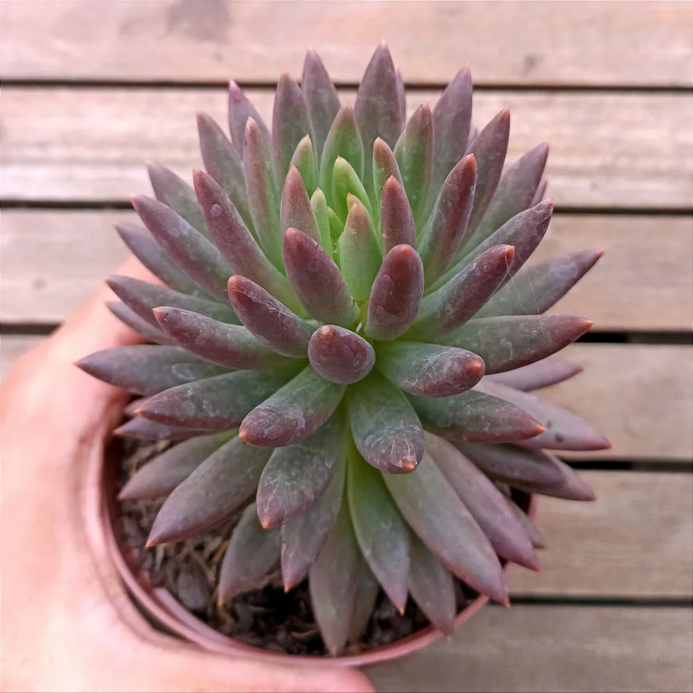 Pachyveria 