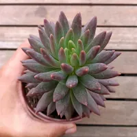 Pachyveria 'Angel's Finger' (vaso11) - Foto 2