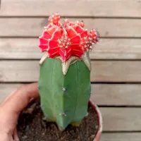 Gymnocalycium mihanovichii 'Varmelho' (enxertado - vaso11) - Foto 2