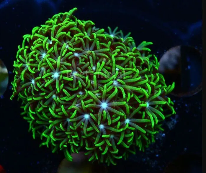 Green Star Polyps  Imagem