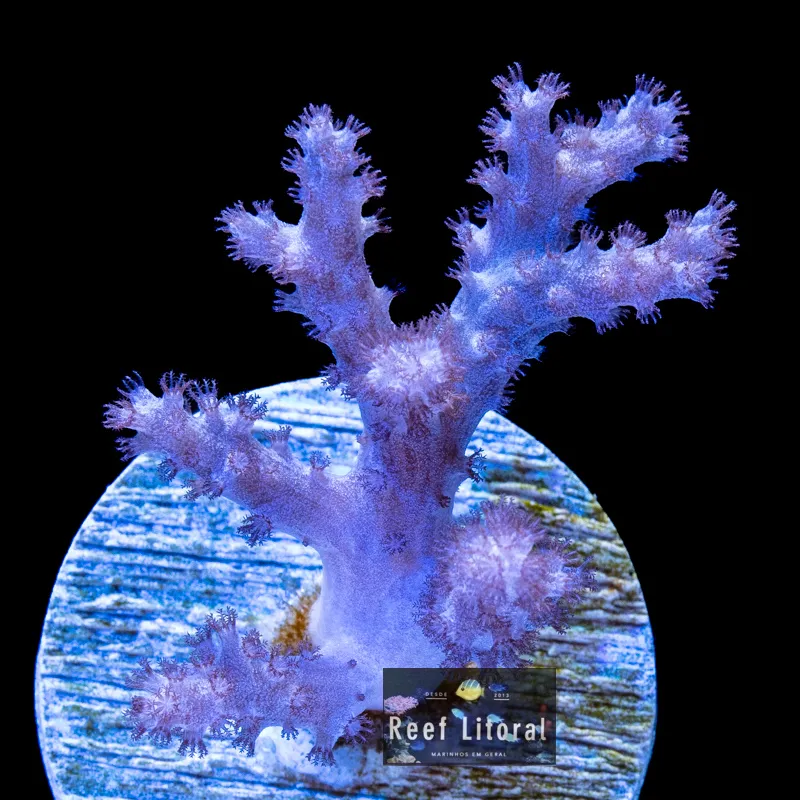 Leather Spaghet Finger Pink Imagem