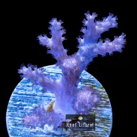 Leather Spaghet Finger Pink