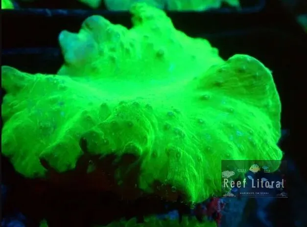Leather Letuce Neon 