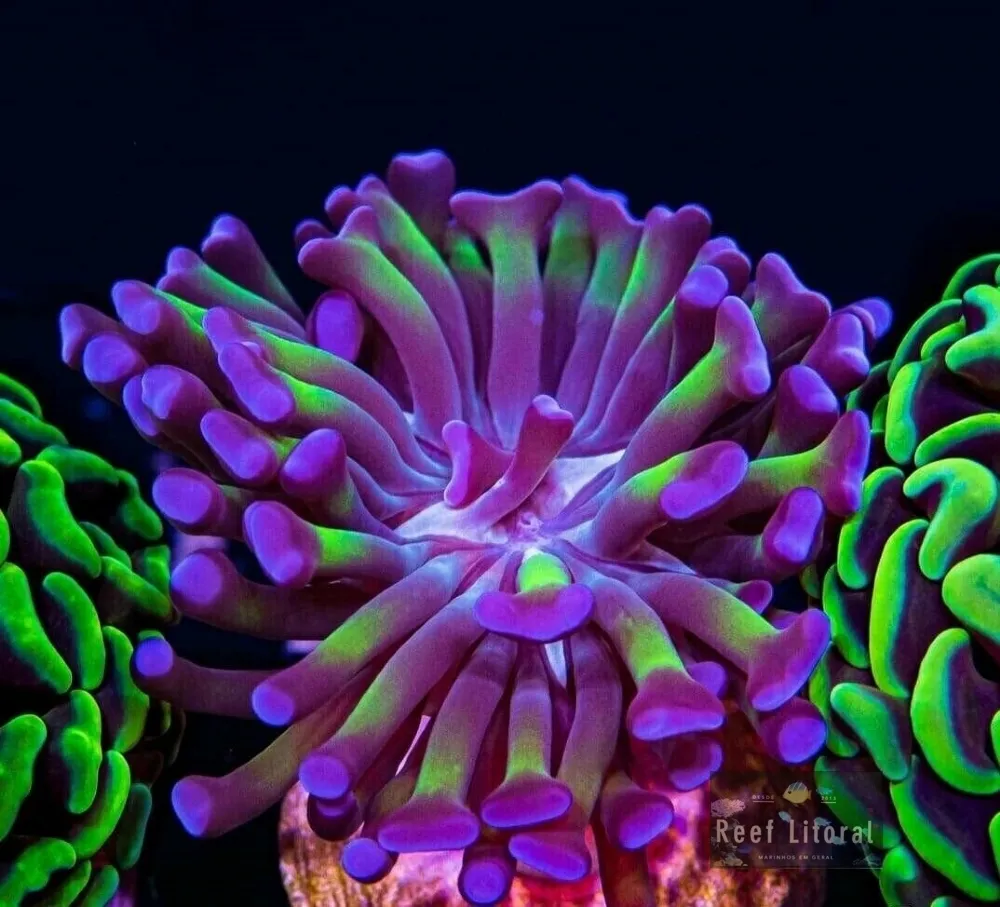 Hammer Purple Reverse neon Imagem