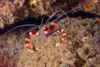 Stenoupus Hispidus