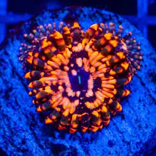 Palythoa Utter Chaos Imagem