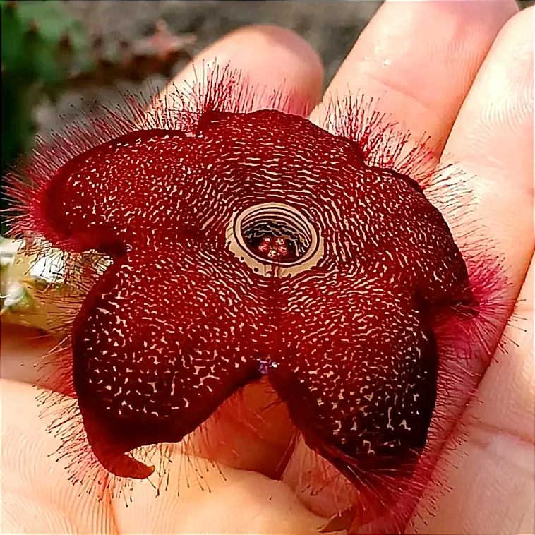 Edithcolea grandis 