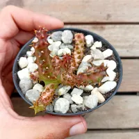 Edithcolea grandis 'Red Form' (Tapete Persa vermelho - vaso9) - Foto 2