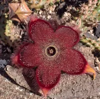 Edithcolea grandis 'Red Form' (Tapete Persa vermelho - vaso9) - Foto 3