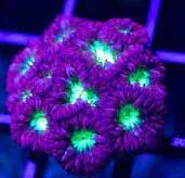 Blastoumussa Merletti Purple centro neon green