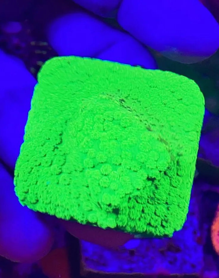 Cyphastrea Eletric  Imagem
