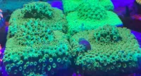 Cyphastrea Eletric  - Foto 2