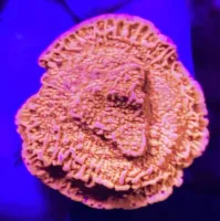 Montipora Capricornis Orange 
