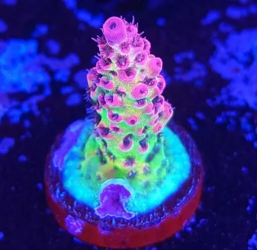 Acropora Red Planet Imagem