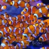 Amphipriom Ocellaris Clowfish (Nemo) - Foto 2