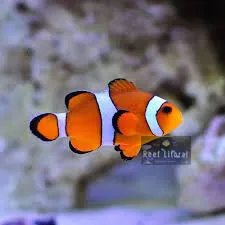 Amphipriom Ocellaris Clowfish (Nemo)