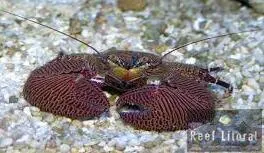 Porcelain Crab Imagem