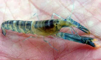 Emerald Shirimp 