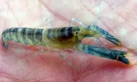 Emerald Shirimp 