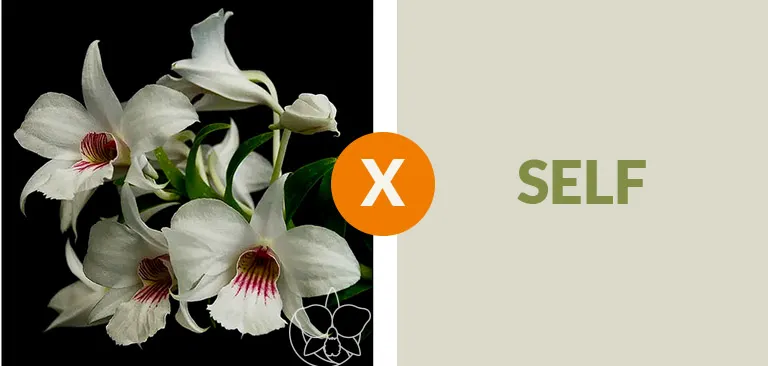 Dendrobium Sandarae Imagem