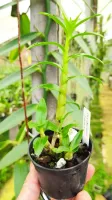Dendrobium Sandarae - Foto 2