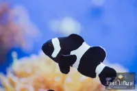 Clowfish Ocellaris Black