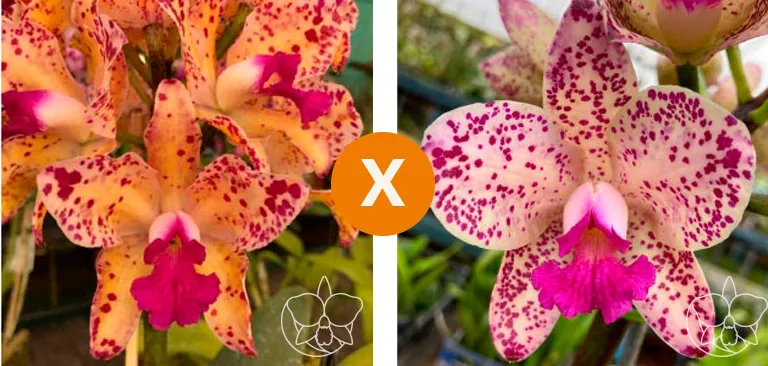 Cattleya Amethystoglossa  ['Aurea Camaleão' x  (Aurea MF x  áurea Maria Luiza)] Imagem