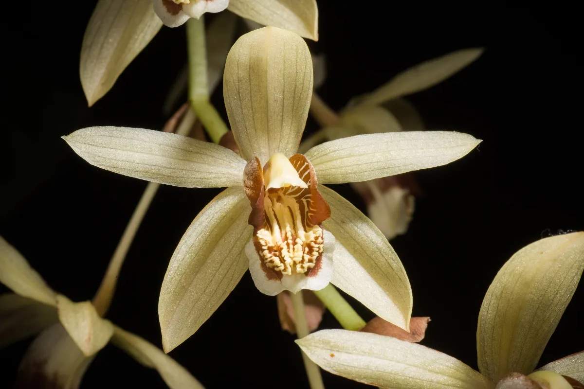 Coelogyne tomentosa  Imagem