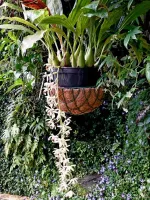 Coelogyne tomentosa  - Foto 2