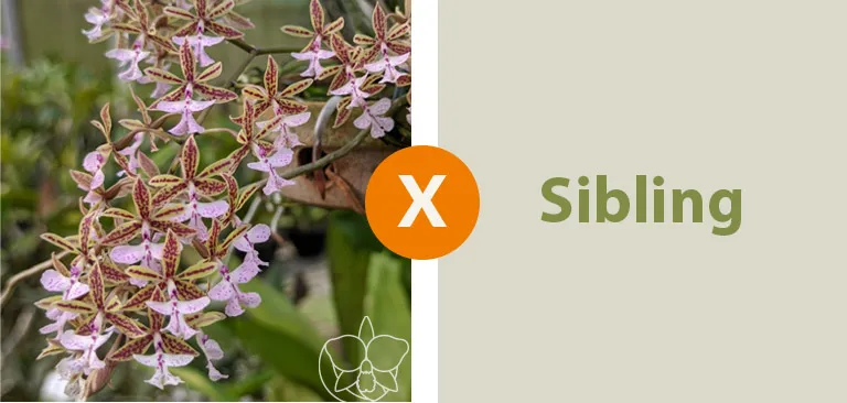Epidendrum stamfordianum Roseo 
