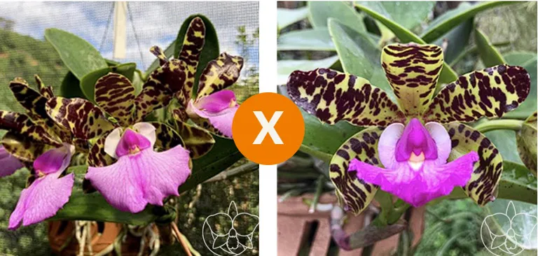 Cattleya Aclandiae ('Luna' x 'Perfeitinha') Imagem