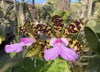 Cattleya Aclandiae ('Luna' x 'Perfeitinha') - Foto 2
