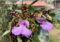 Cattleya Aclandiae ('Luna' x 'Perfeitinha') - Foto 3