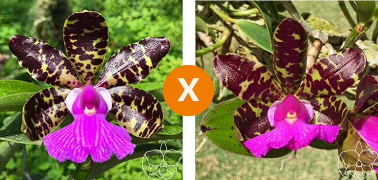 Cattleya Aclandiae (