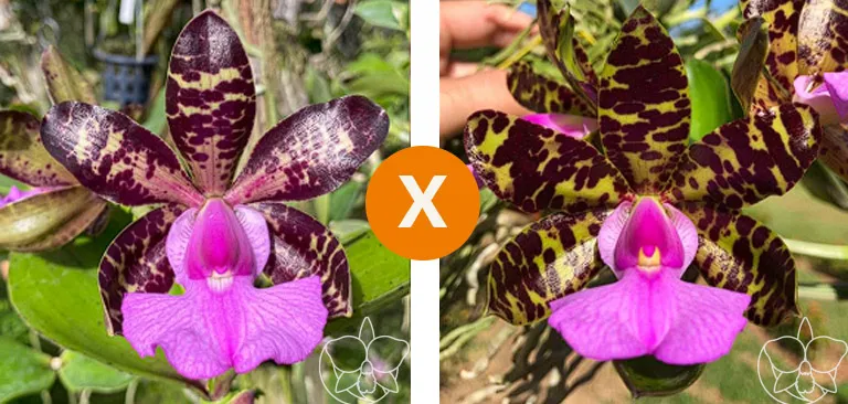 Cattleya Aclandiae (