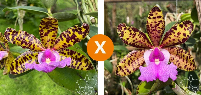 Cattleya Aclandiae ( áurea 