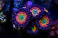 Palythoa Rainbow Infusion - Foto 2