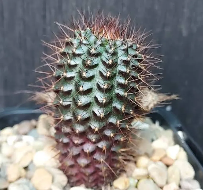 Frailea angelesii (vaso6)