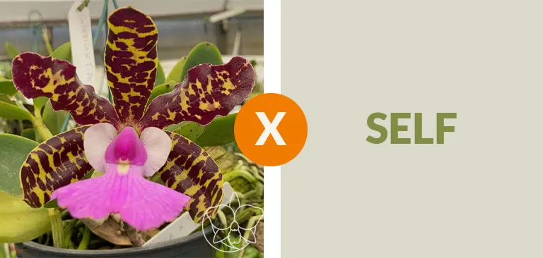 Cattleya Aclandiae ('Itaparica ' x ' Caliman') x Self  Imagem