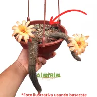 Basacote Adubo De Liberação Lenta Plus 9 Meses - 1 kg - Foto 4